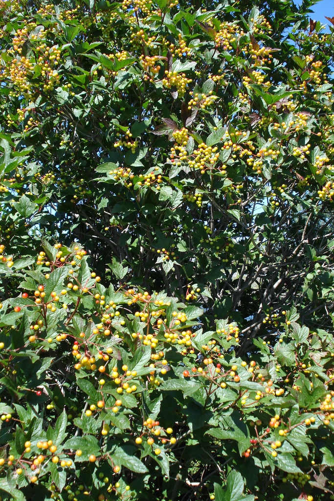 Form with fruits
