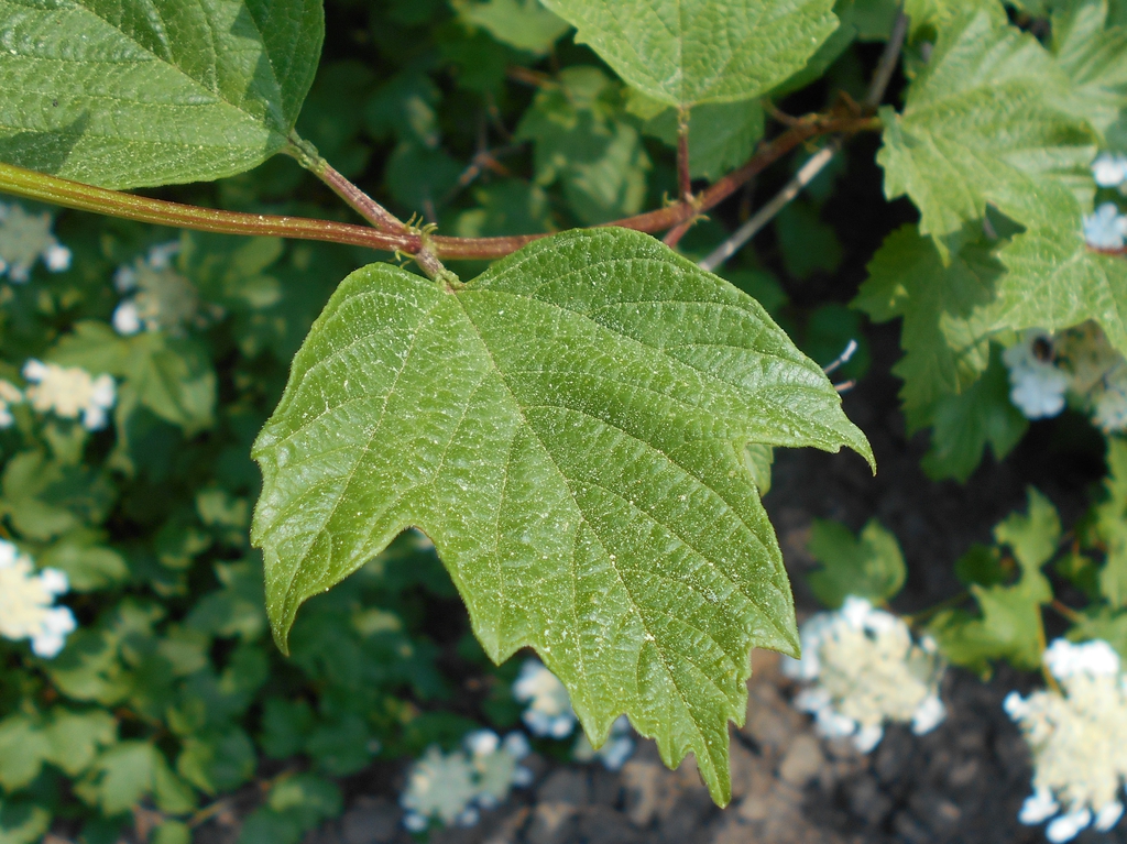 Leaves and stem