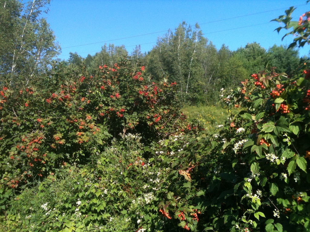 Native habitat