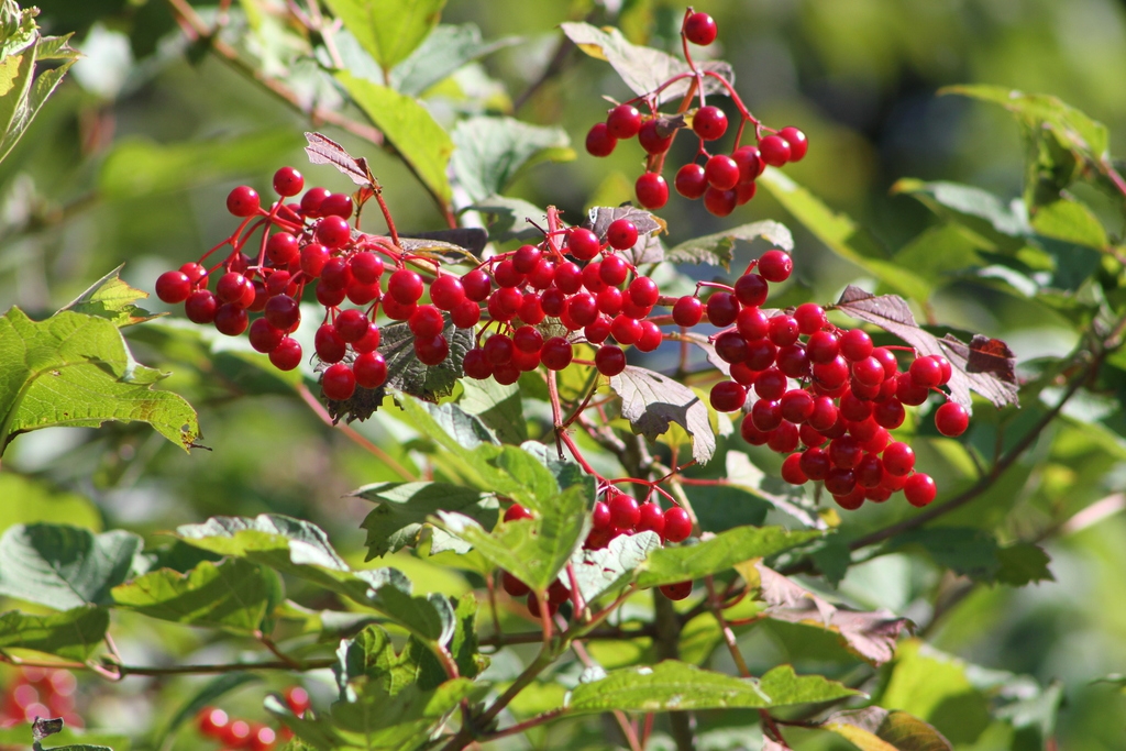 Fruits