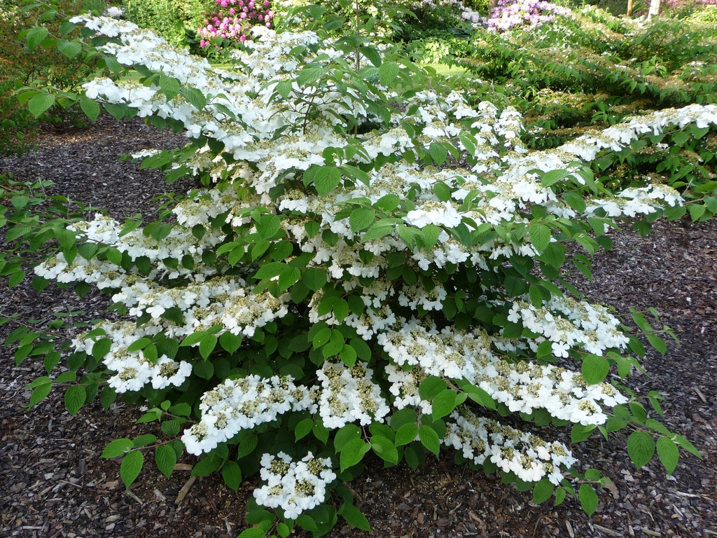 Form of a shrub in bloom