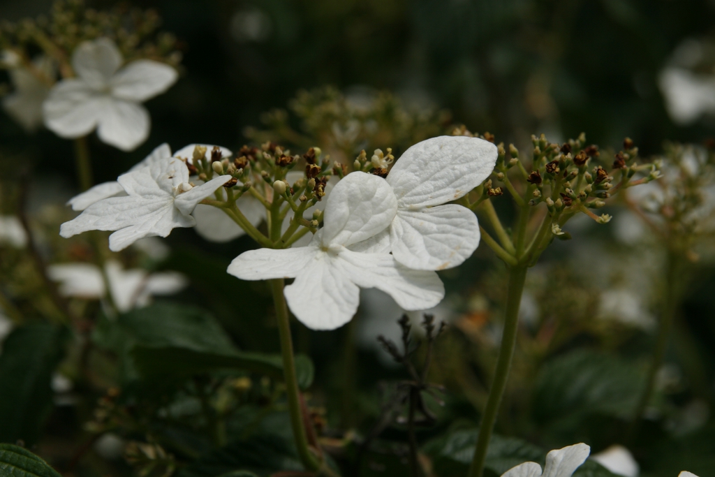 Viburnum plicatum f. tomentosum