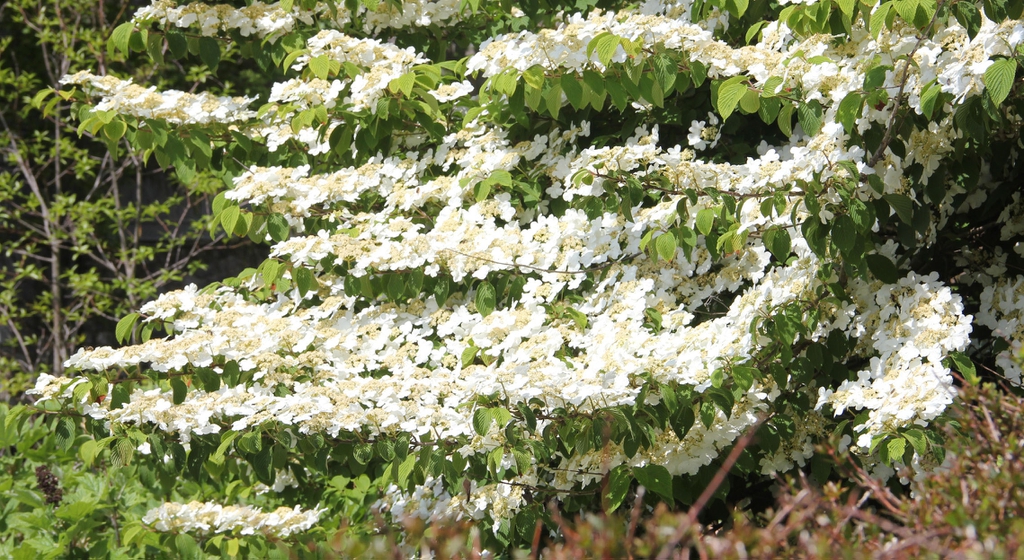Viburnum plicatum f. tomentosum