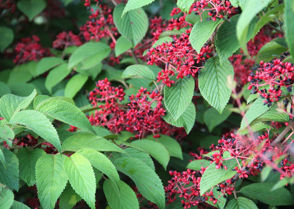 Viburnum plicatum "Shasta Berries", (Haywood County, NC)
