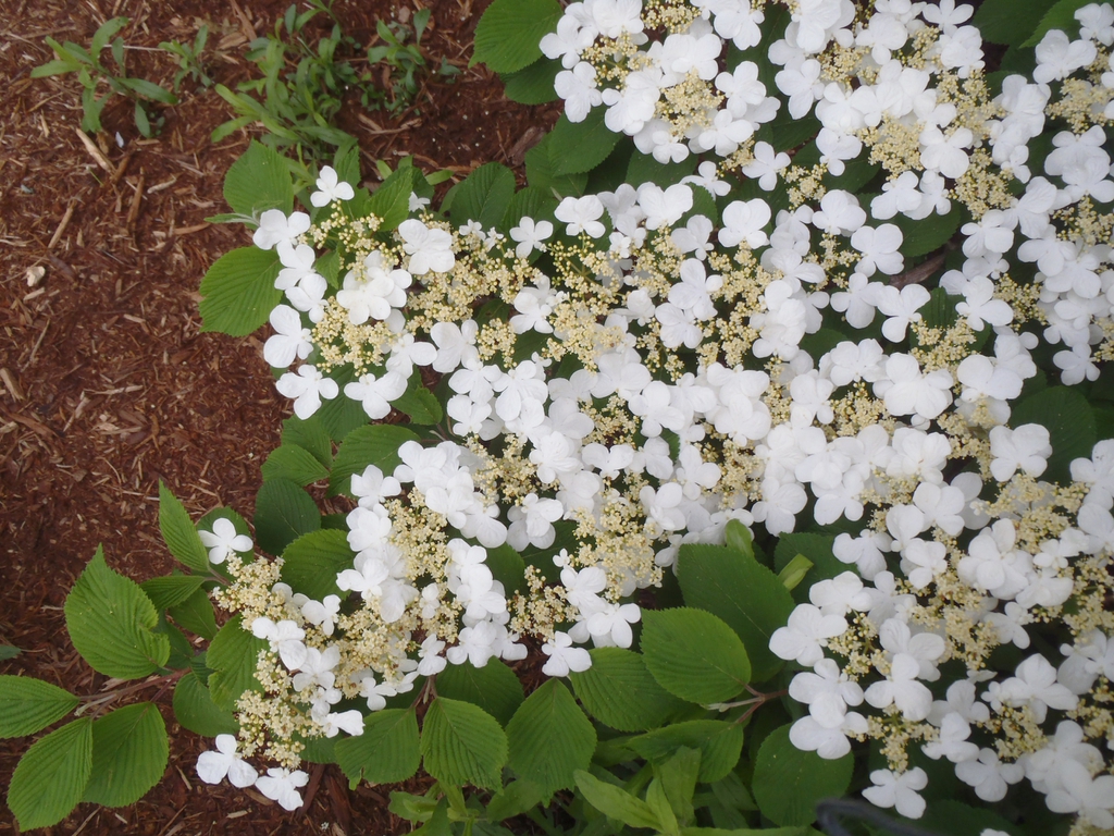 Viburnum plicatum f. tomentosum