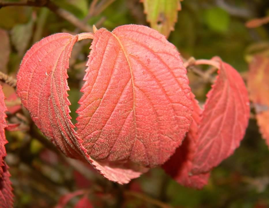 'Mariesii' Leaves - Fall - Buncombe Co., NC