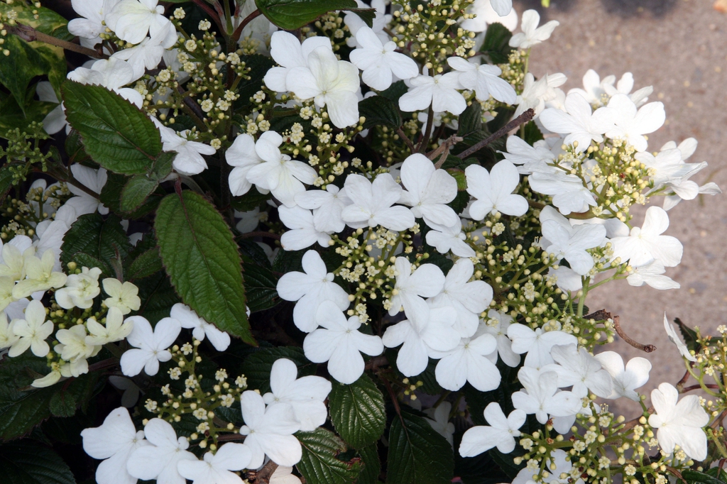 Flower and leaves