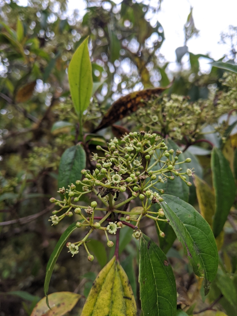Flowers beginning to open