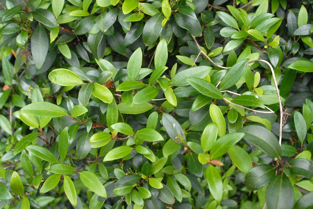Viburnum propinquum