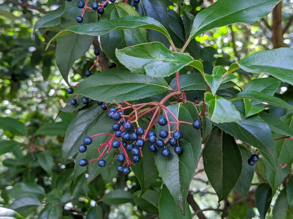 Fruit
