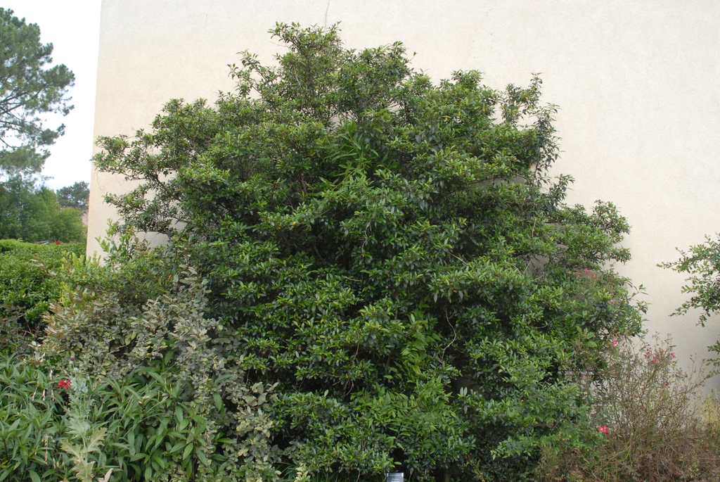 Viburnum propinquum