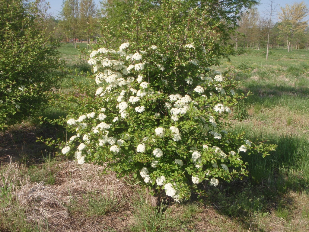Viburnum prunifolia