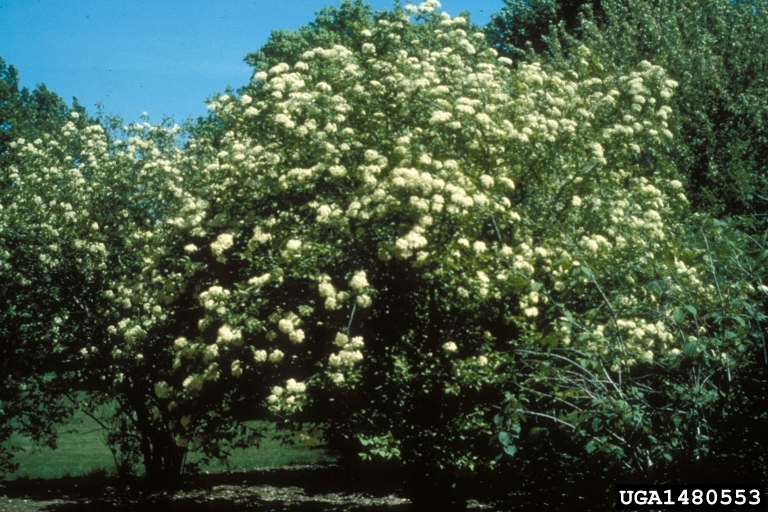 Viburnum prunifolium