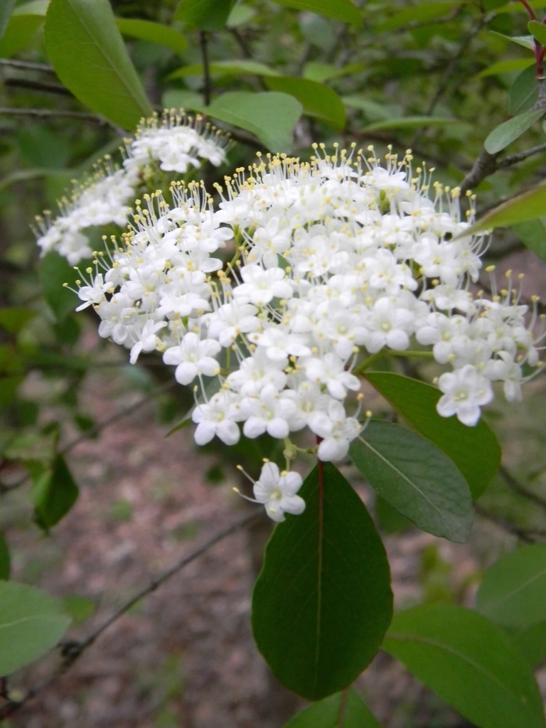 Viburnum prunifolium