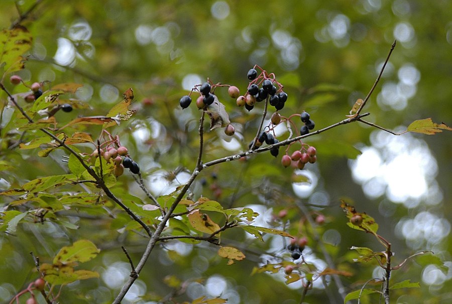Ripening fruits