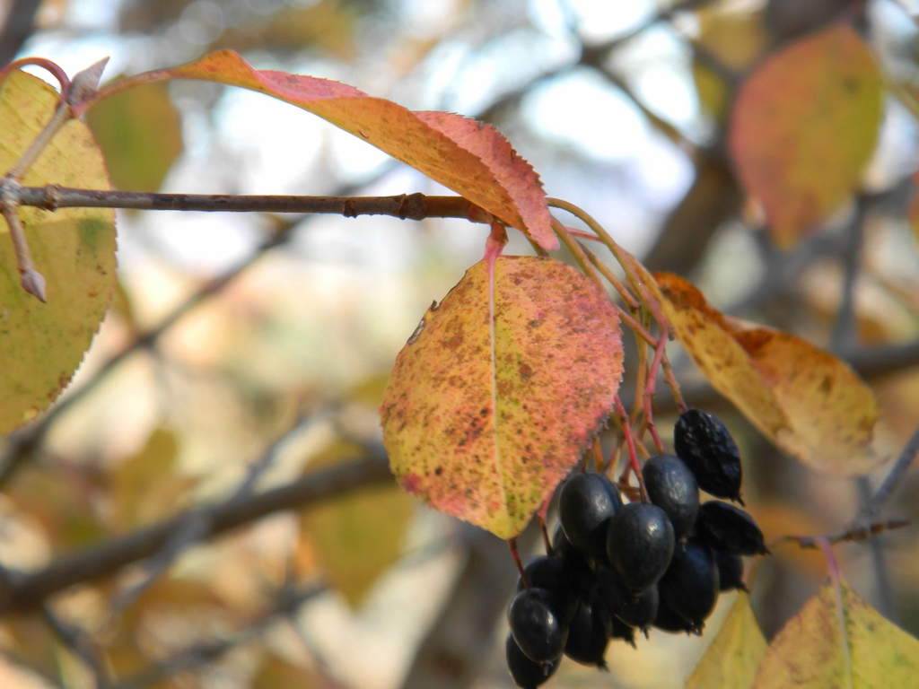 Viburnum prunifolium