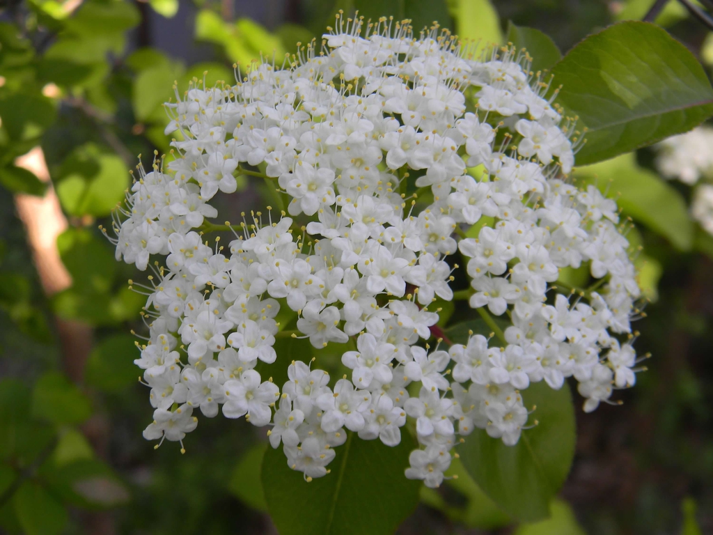 Viburnum prunifolium