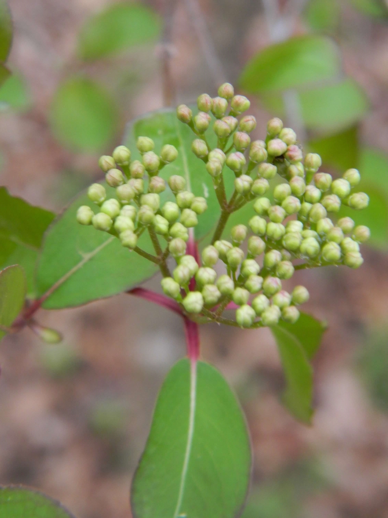 Viburnum prunifolium