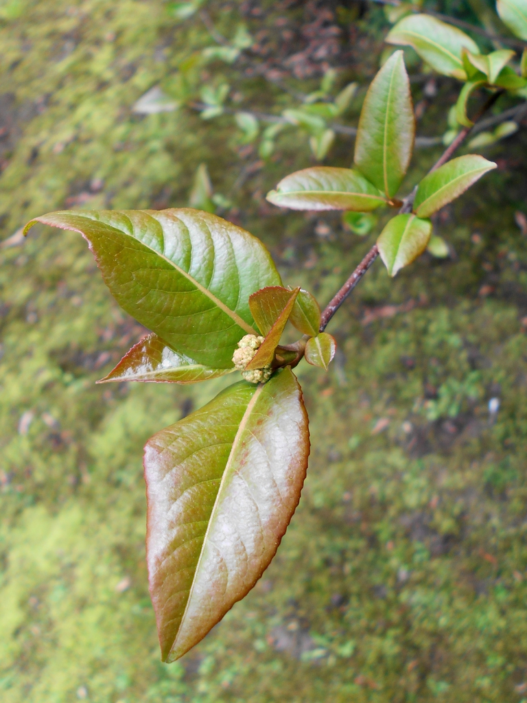 Leaf closeup