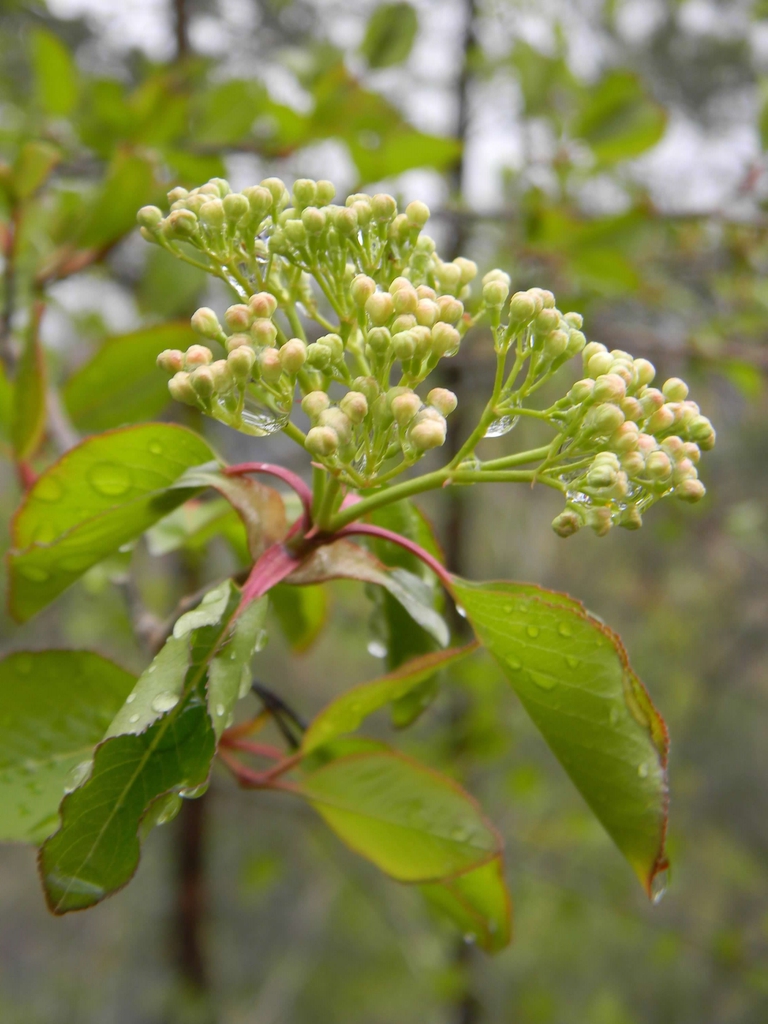 Viburnum prunifolium