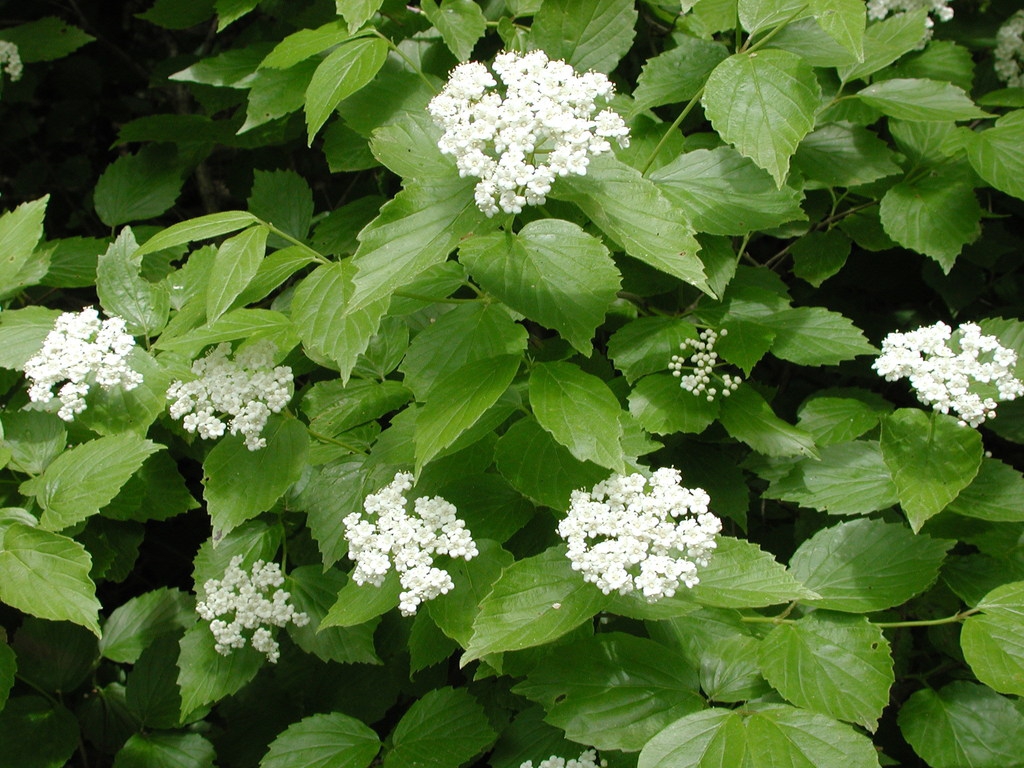 Shrub