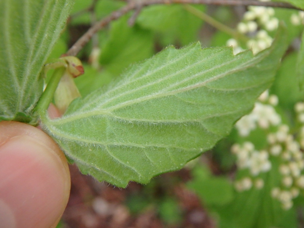 Underside of leaf