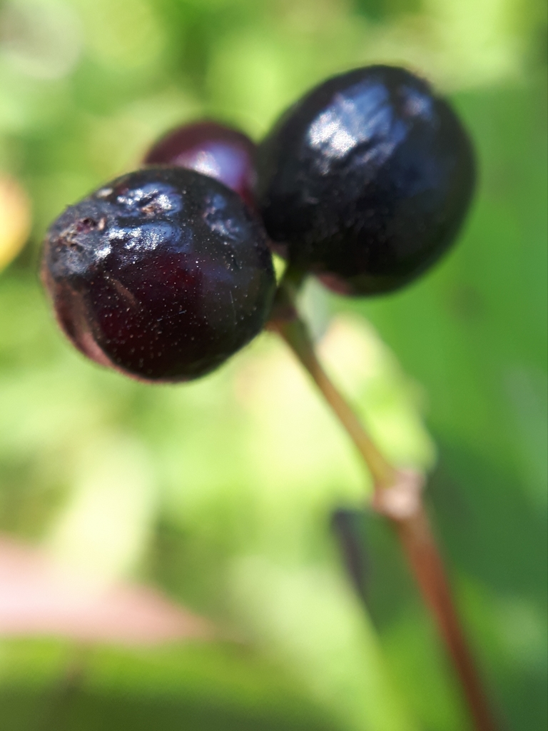 Fruit closeup