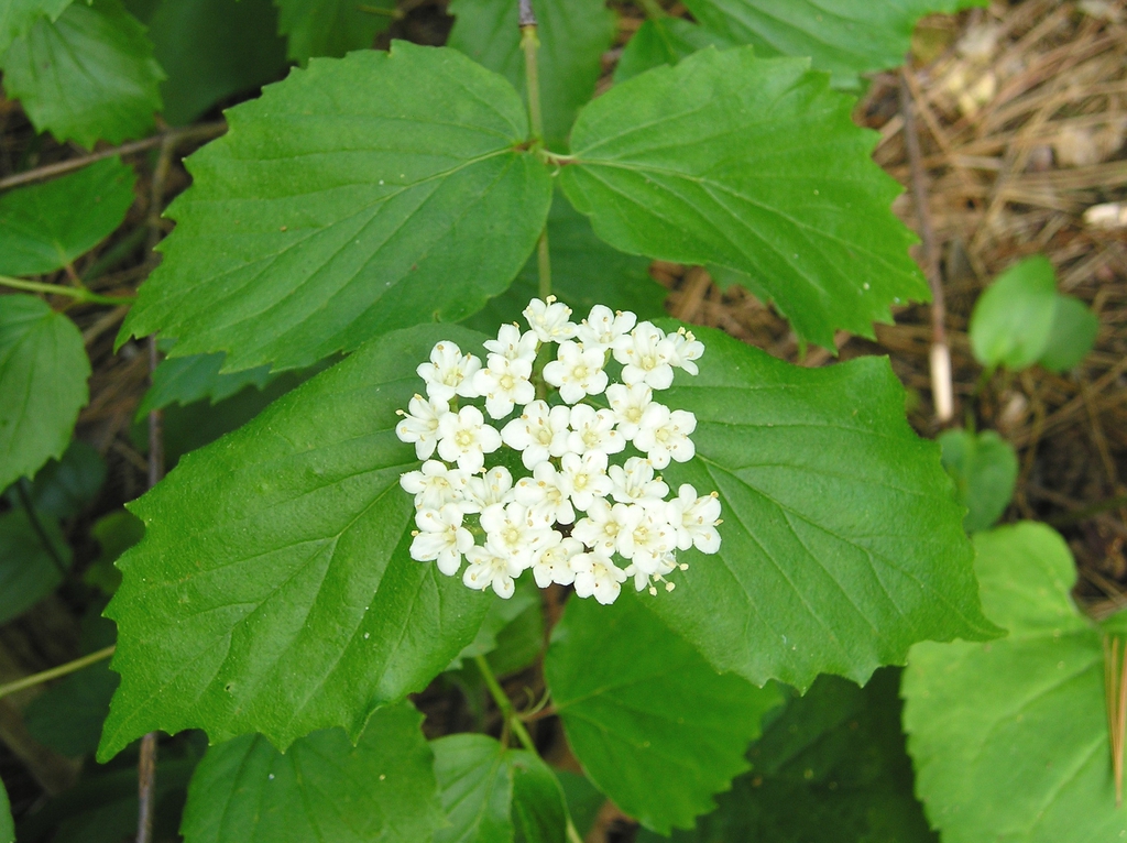 Viburnum rafinesqueanum