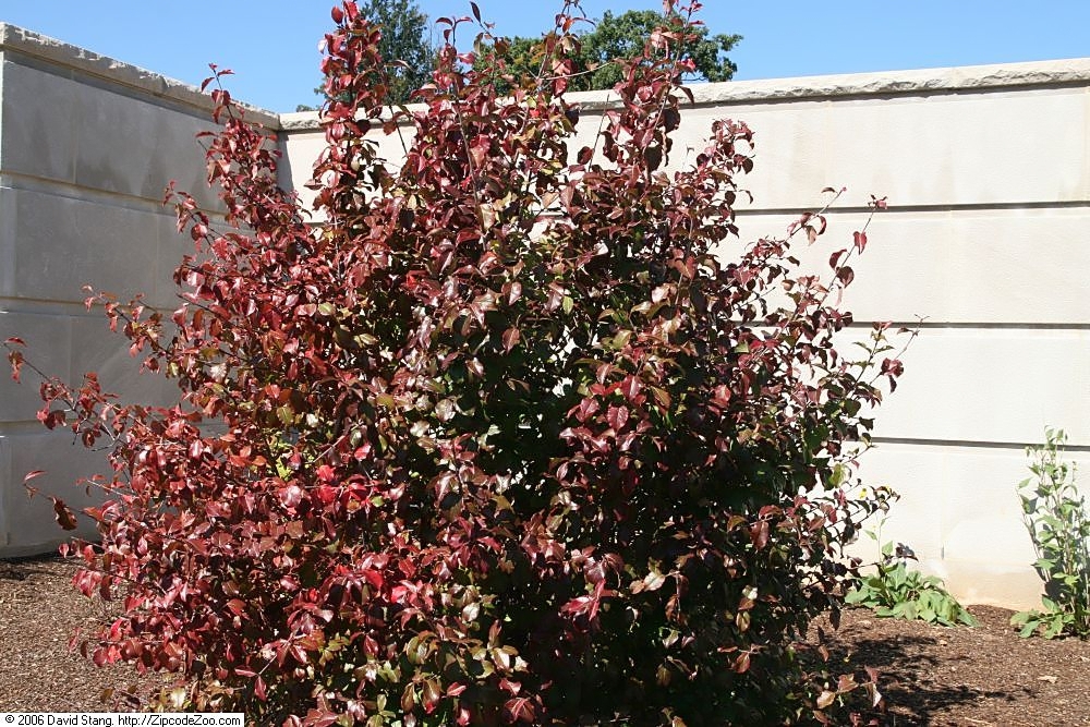 Fall form