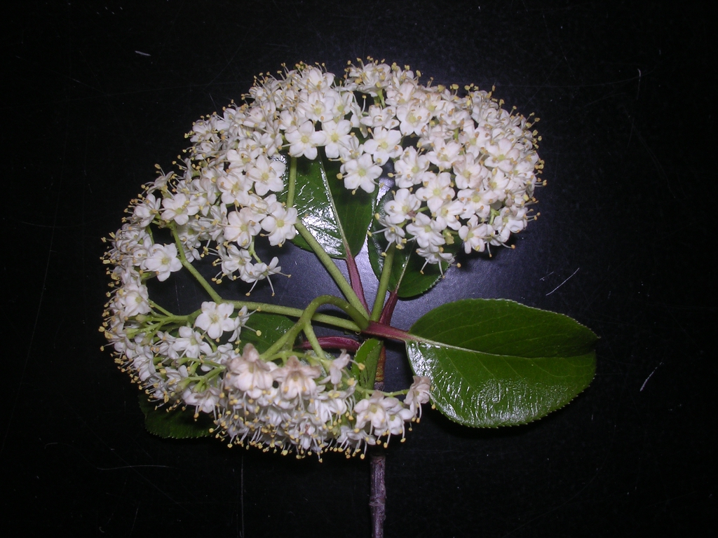 Viburnum rufidulum