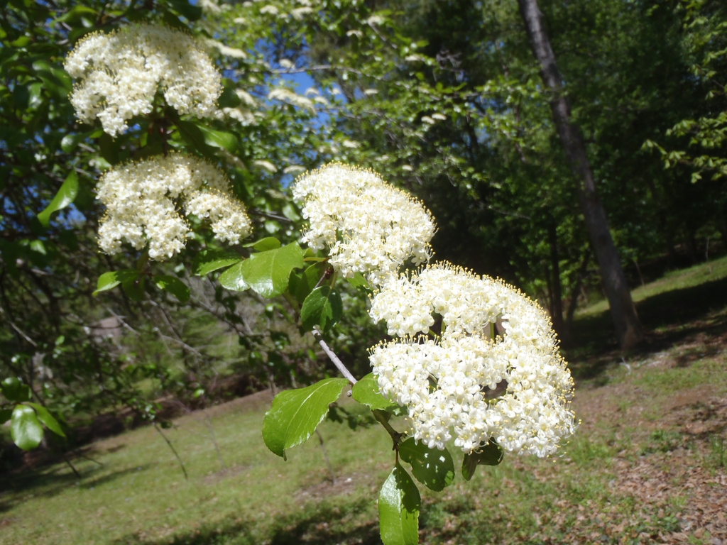 Viburnum rufidulum