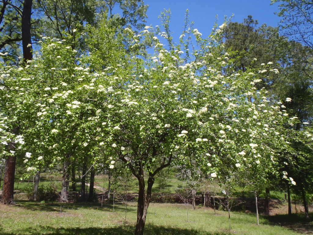 Viburnum rufidulum