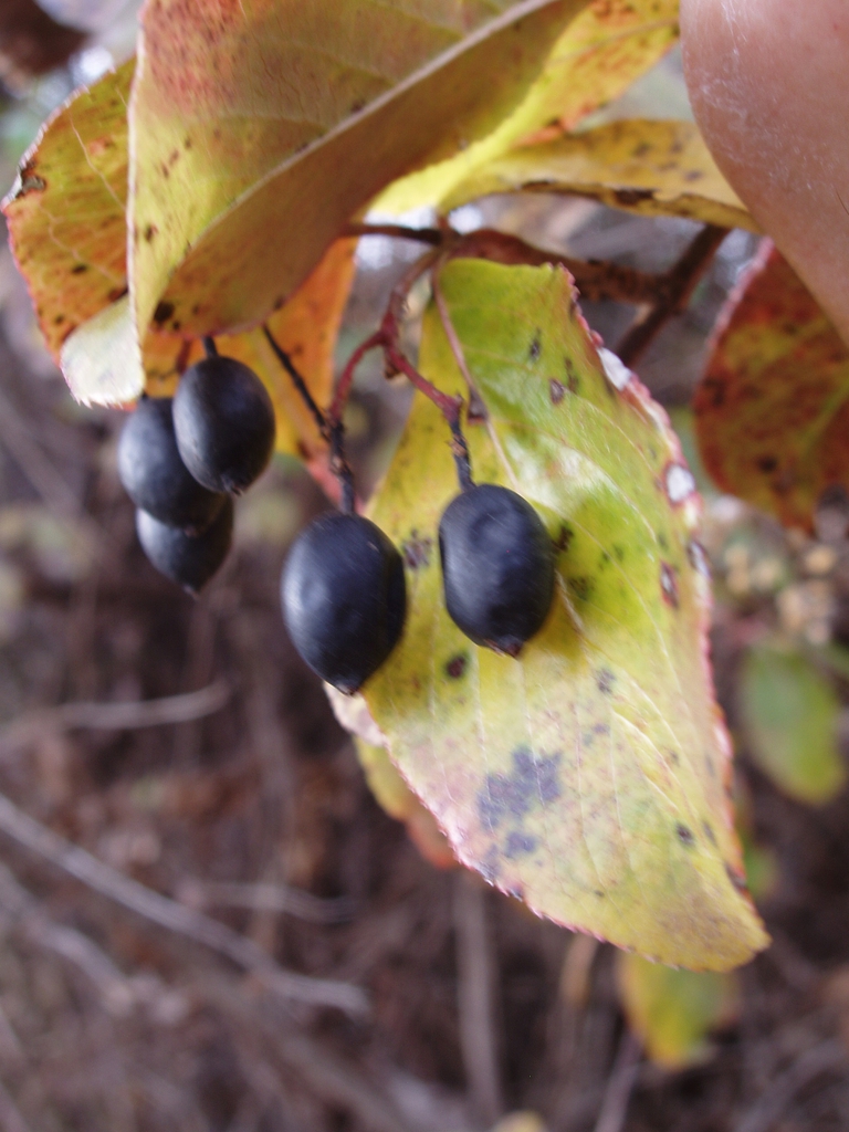 Viburnum rufidulum's fruit
