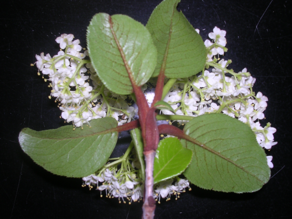 Viburnum rufidulum