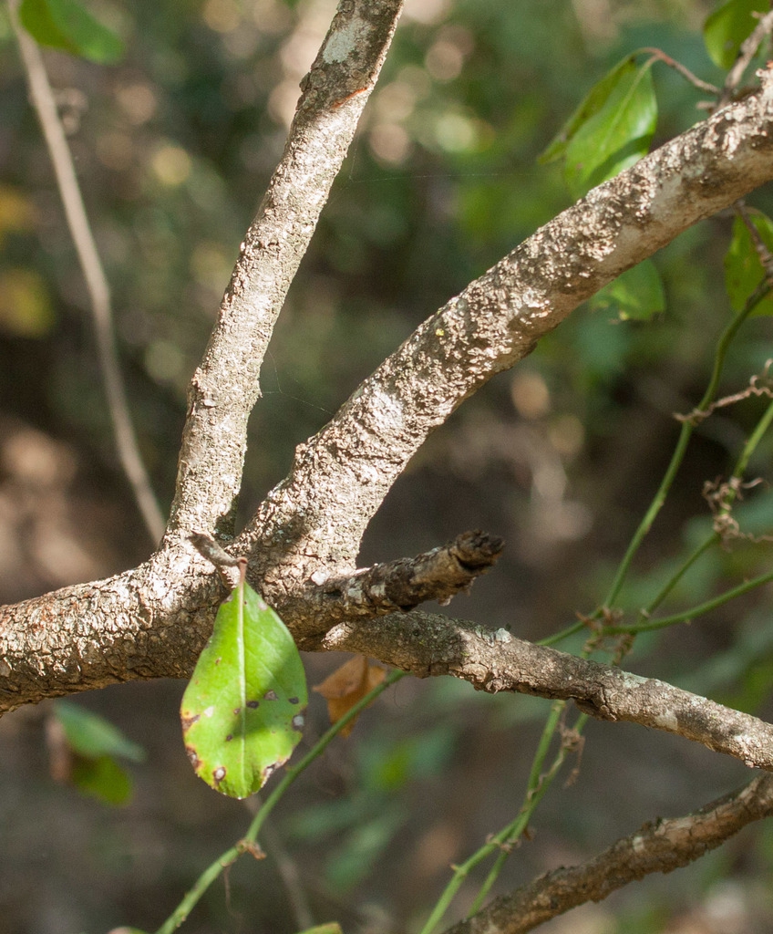 Stem