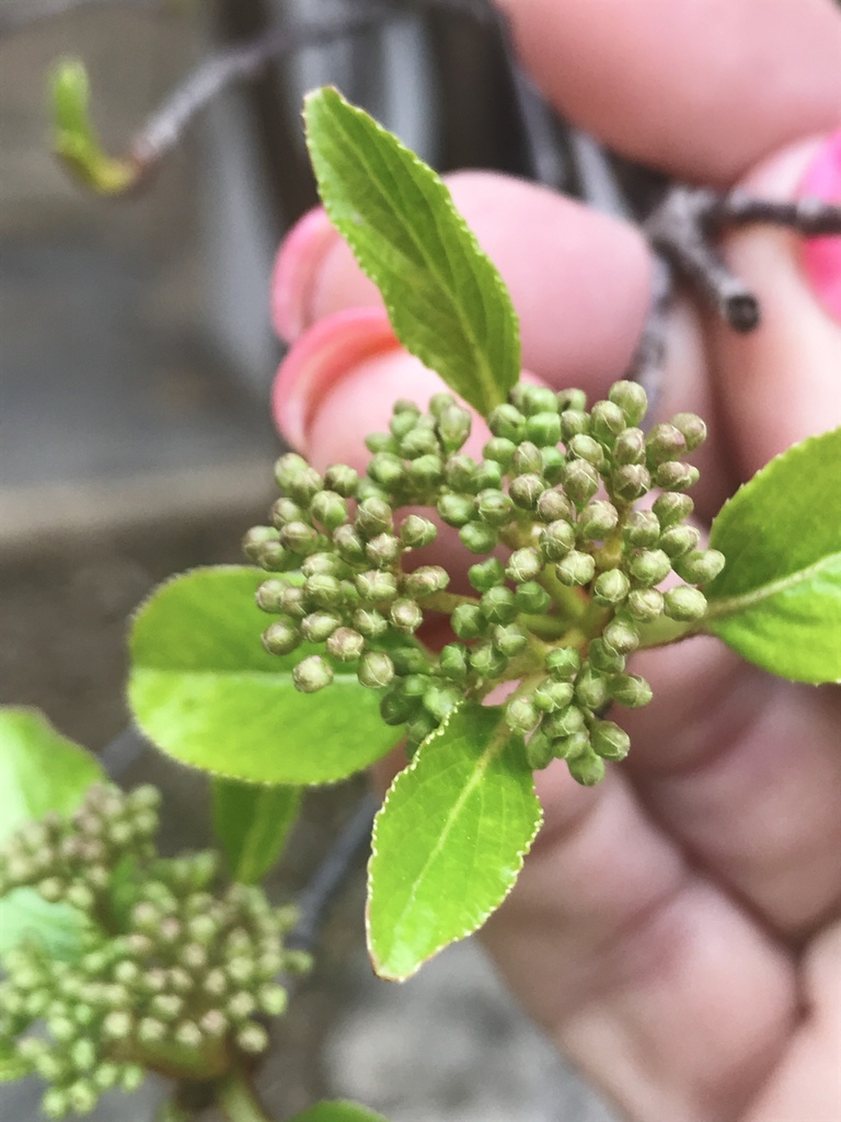 Unripe fruits