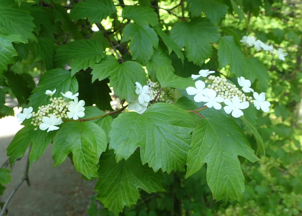Viburnum sargentii