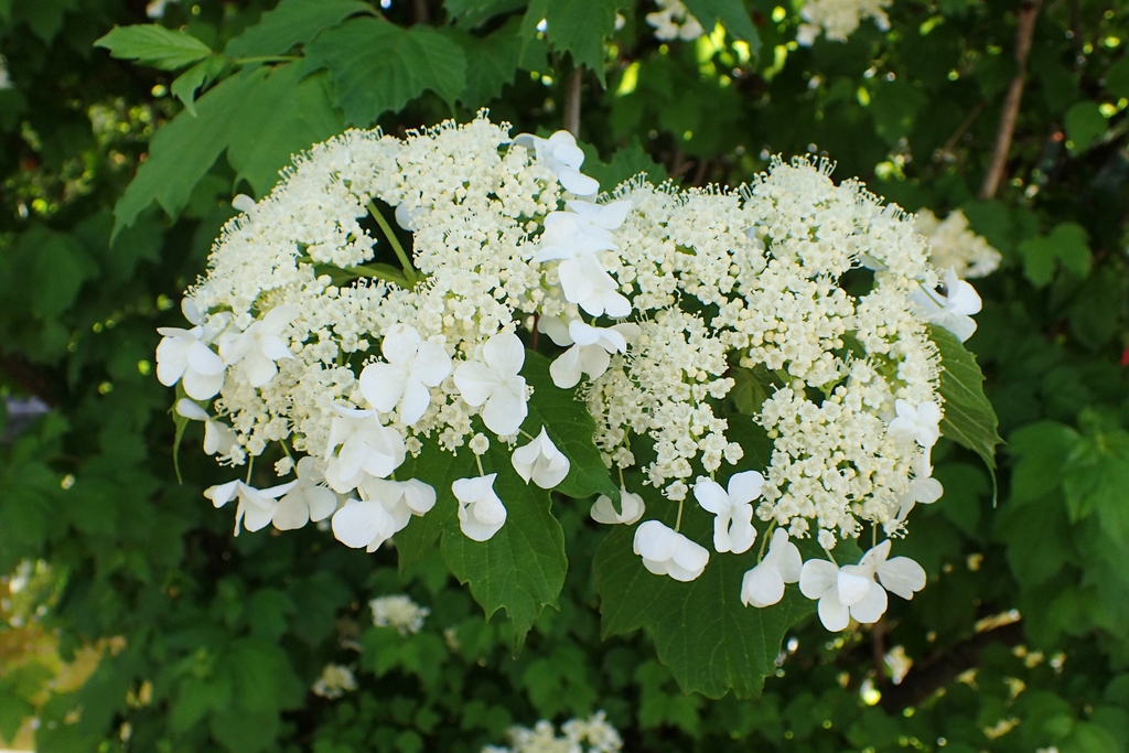 Viburnum sargentii