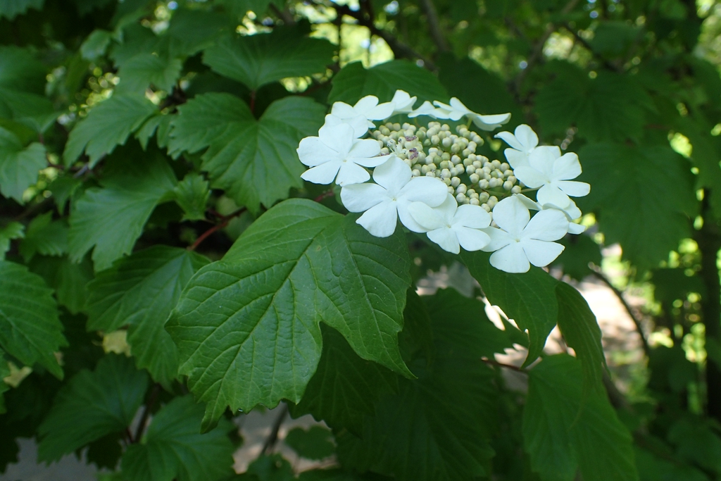 Form