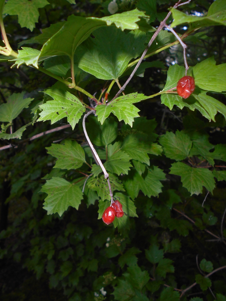 Viburnum sargentii