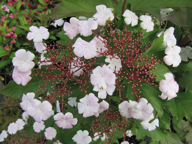 Viburnum sargentii