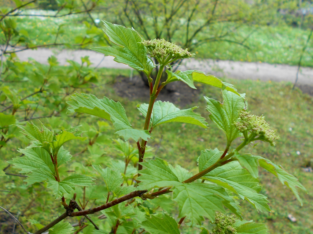Leaves and stem