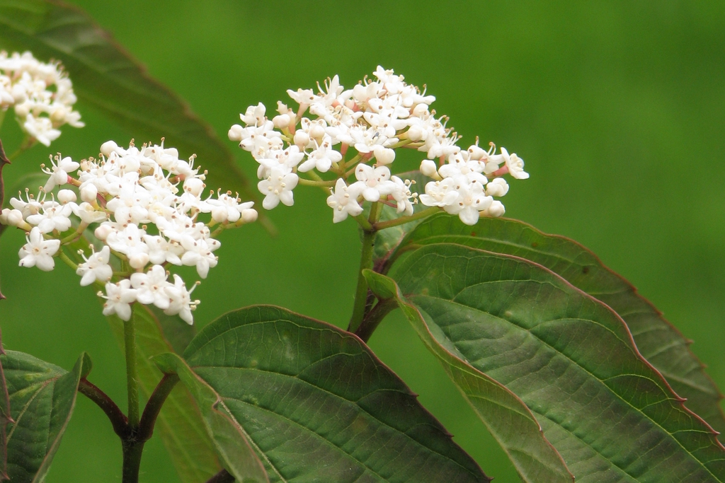 Viburnum setigerum