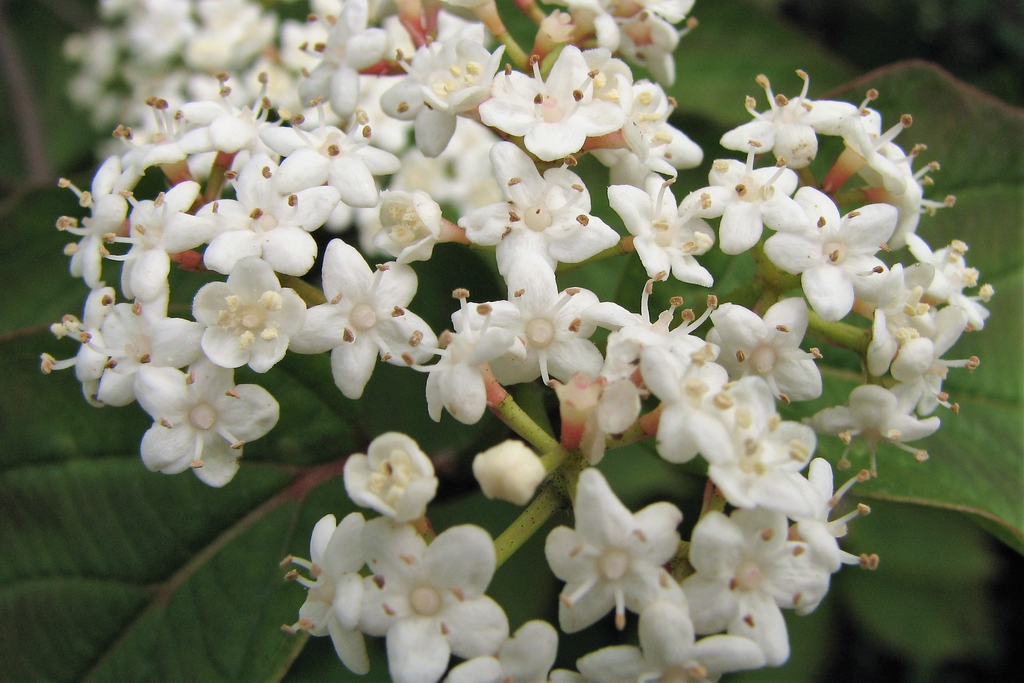 Viburnum setigerum