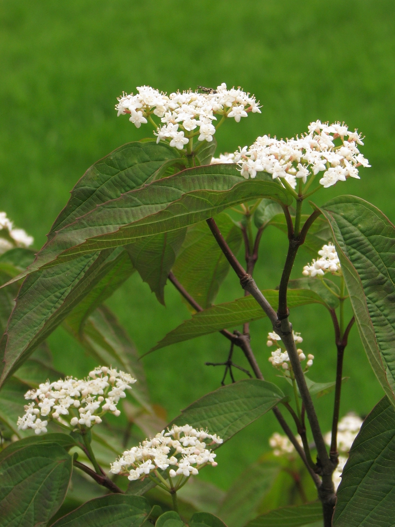 Form