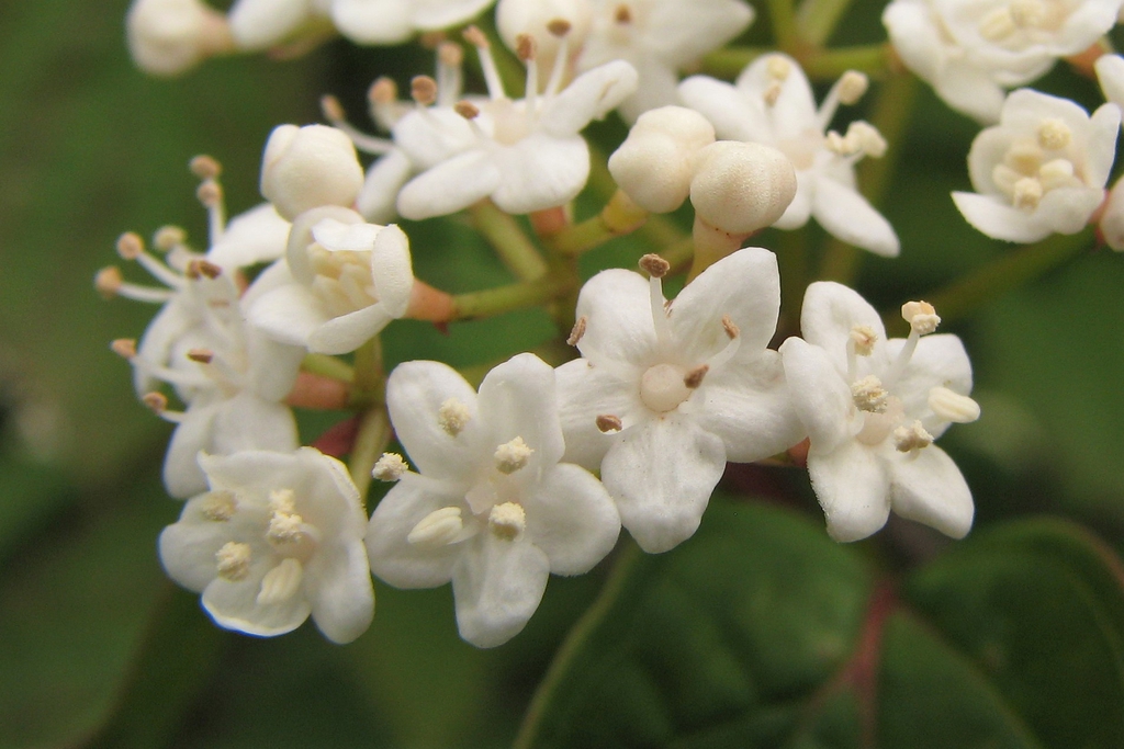 Viburnum setigerum
