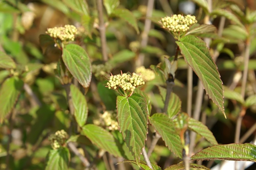 Viburnum setigerum