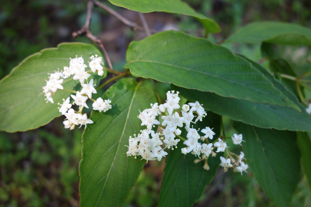 Viburnum setigerum