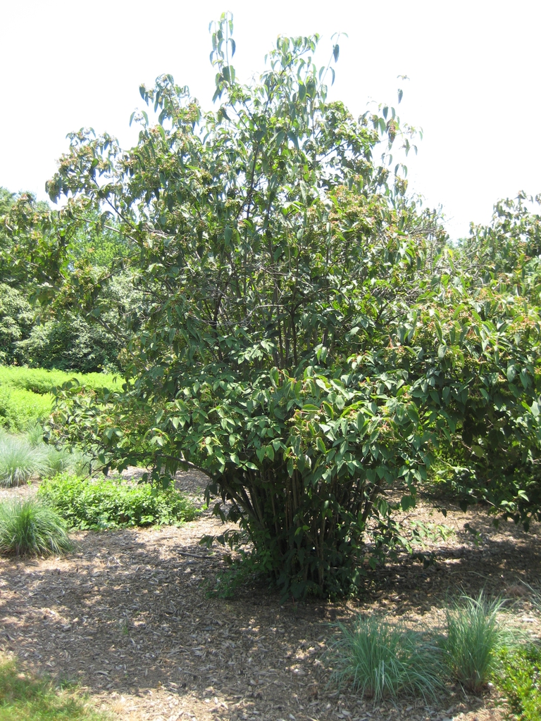Form
