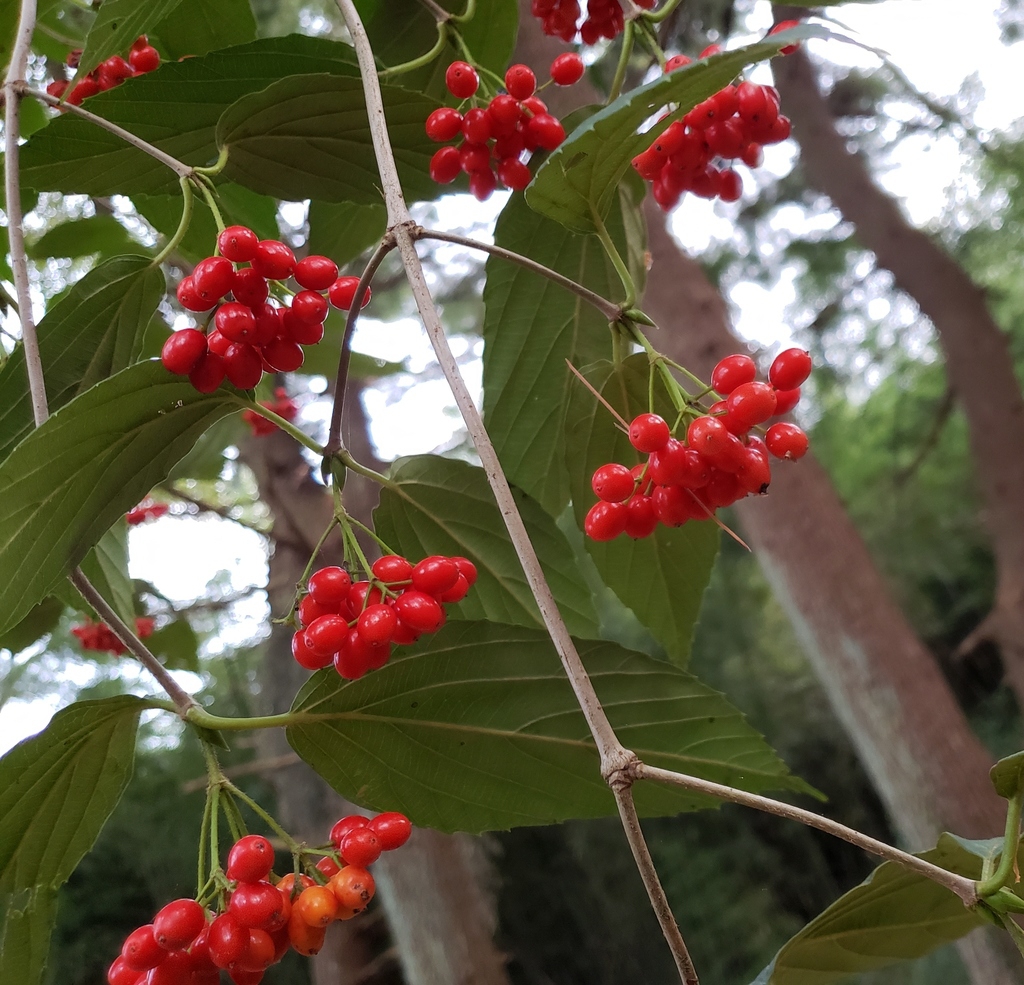 Fruit